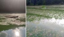 Plasty a zdechliny ryb i ptáků: Otava je šílená, zlobí se Míla. Co na to úřad?