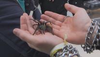 Jedinečný zvířecí veletrh v Praze: Pohlaďte si sklípkana nebo pošlete psa na masáž