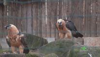 Ostravská zoo vypustí do volné přírody dalšího orlosupa