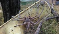 V Austrálii vyfotili děsivého obřího pavouka, je prý největší na světě!