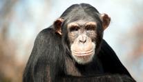 Šimpanz na kole rozprašoval v zoo dezinfekci. "Pomáhá," tvrdí ředitel
