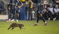 Zápas MLS přerušil mýval. Pořadatelům unikal za jásotu fanoušků