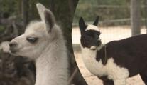 VIDEO: Roztomilý babyboom v maďarské zoo ve městě Veszprém