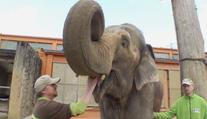 Libereckou zoo opustil poslední slon. Samice žila dlouhé roky sama