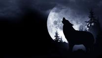 Vlčí úplněk má magickou sílu. Přináší štěstí ve hře, říká astroložka
