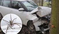 Žena nabourala do stromu. "Může za to moucha," tvrdí policii