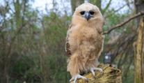 Zoo Praha jako první na světě rozmnožila rybožravou sovu. Mládě se má čile k světu