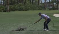 Nechtěná návštěva na golfu. Na greenu se objevil aligátor, hráč ho zahnal