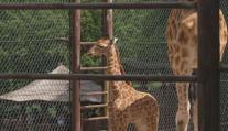 Ostravská zoo slaví. Po 11 letech se tam narodilo mládě žirafy