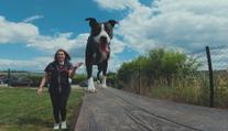 Pes nezačne poslouchat přes noc. Reportér TV Nova poznal svět sportovní kynologie