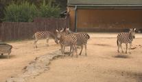 Liberecká zoo se pyšní nejen bílými tygry. Chovají i další ohrožené druhy