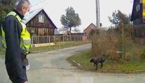 V Ostravě našli zbídačeného psa. Páníček mu svazoval packy, aby neutíkal