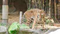 Tygr v zoo roztrhal dětského herce. Mladík hrál v několika seriálech