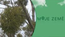 Jmelí ničí stromy stále víc. Arboristé v Moravskoslezském kraji si neví rady