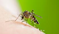 Vědci vydali důrazné varování. Evropu ochromí nemoci, se kterými nemá zkušenosti