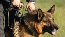 Nešťastný incident při pátrání. Policejní pes zranil malé dítě
