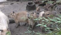 V pražské zoo se narodila mláďata kapybary. Budou k vidění jen pár měsíců