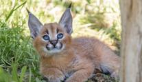 Vrchol roztomilosti v pražské zoo. Narodila se tam koťata karakalů