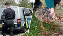 Neznámý zloděj odcizil předměty za půl milionu. Ukradl i pštrosa
