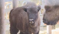 Táborská zoo má nové zubří mládě. Jméno vybrali fanoušci