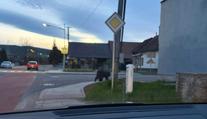 Na Valašsku měl po ulici pobíhat medvěd. Starosta vše pobaveně objasnil