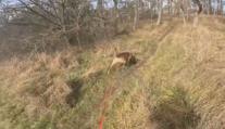 Rekordně rychlé zadržení podezřelého z krádeže v Orlové. Pomohl i služební pes