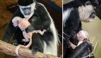 V pražské zoo se narodilo další mládě oblíbené opičky! FOTO