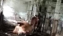 Horor v kravíně: Mrtvé zvíře leželo vedle ostatních, lidé si stěžují!