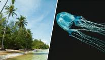 Tragédie v turistickém ráji. Úřady po smrti 13letého chlapce varují před medúzou