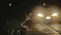 Policie musela na pár hodin zavřít dálnici D3 v obou směrech. Obsadily ji srnky