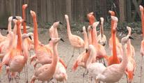 Hledá se nový ředitel Zoo Praha. Výběrové řízení město vypíše příští týden