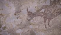 Archeologové v Indonésii zřejmě objevili nejstarší malbu světa