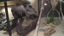 Malá obec ukrývá velké překvapení. Muzeum dinosaurů vytvořila 3D tiskárna