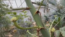 Botanická rarita v Teplicích. Návštěvníci zahrady mohou vidět vzácné květy agáve