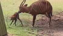 Úspěch v královédvorské zoo. Narodilo se tam mládě ohroženého druhu antilopy