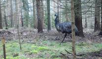 V Českém Švýcarsku měli nečekaného turistu. Po lese se procházel emu
