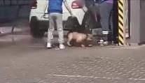 Video ze Slovenska: Čtyřnohého chlupáče máčeli proudem vody z wapky