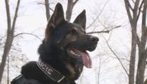 Uprchlík se před policisty schoval v lese. Dopadl ho služební pes Alligátor