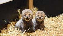 Smutné zprávy z ústecké zoo. Museli utratit i druhé gepardí mládě
