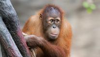 Tragická nehoda v pražské zoo. Při hře zahynul pětiletý orangutan