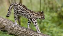 Vědci objevili nový druh kočky. Vypadá jako leopard, rodina ji měla jako mazlíčka