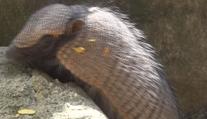 V plzeňské zoo slaví, narodila se jim hned dvě mláďata pásovce