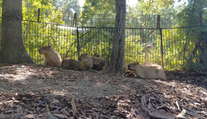 V brněnské zoo se narodilo pět kapybar. Roztomilí hlodavci se už předvádí ve výběhu