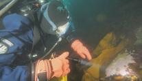 Přelomový objev v oceánu. Vědci našli tvora s látkou, která ničí rakovinné buňky