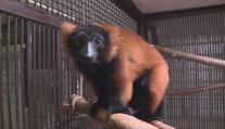 Teprve druhá mláďata ohrožených lemurů se narodila v děčínské zoo