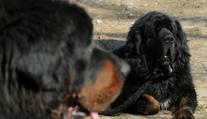 Dogy utekly majitelce a napadly seniora a pošťačku. Policisté jednu zastřelili