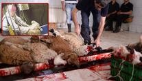 Šokující skrytá kamera! Brity vyděsila brutalita halal jatek