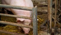 České prase už jenom v zoo. Chovatelé hrozí, že skončí. Maso by tak zmizelo i z jídelníčku