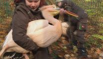 V liberecké zoo proběhl odchyt pelikánů. Ošetřovatelé to neměli jednoduché