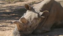 Pytláci zastřelili ve francouzské ZOO nosorožce a uřízli mu roh!